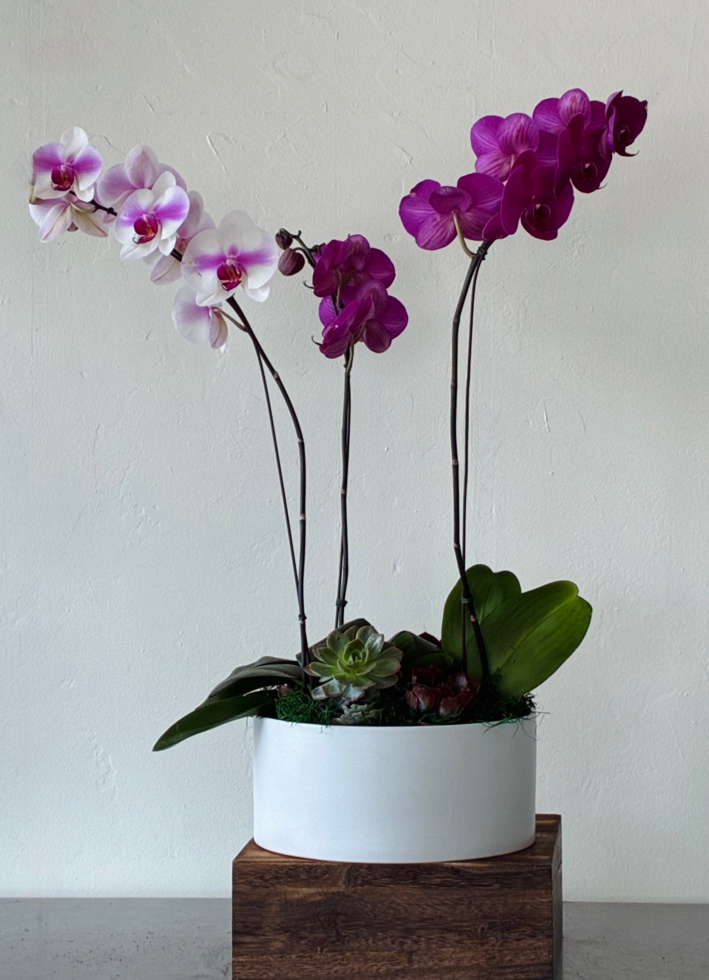 Orchid Garden - Large