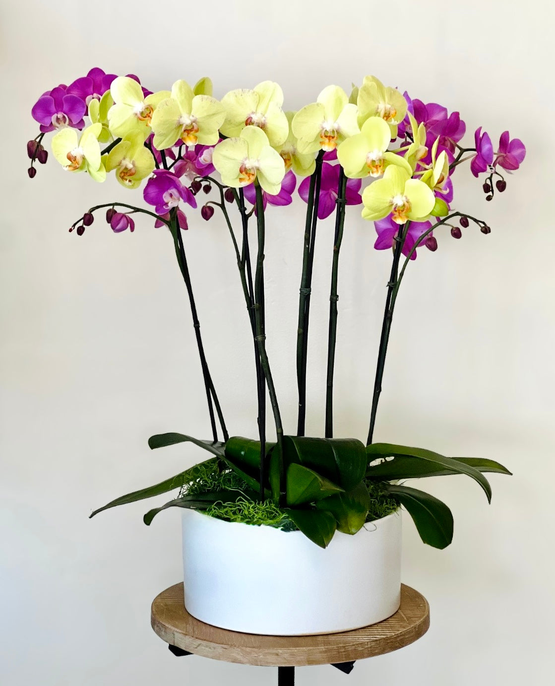 Orchid Garden - Large