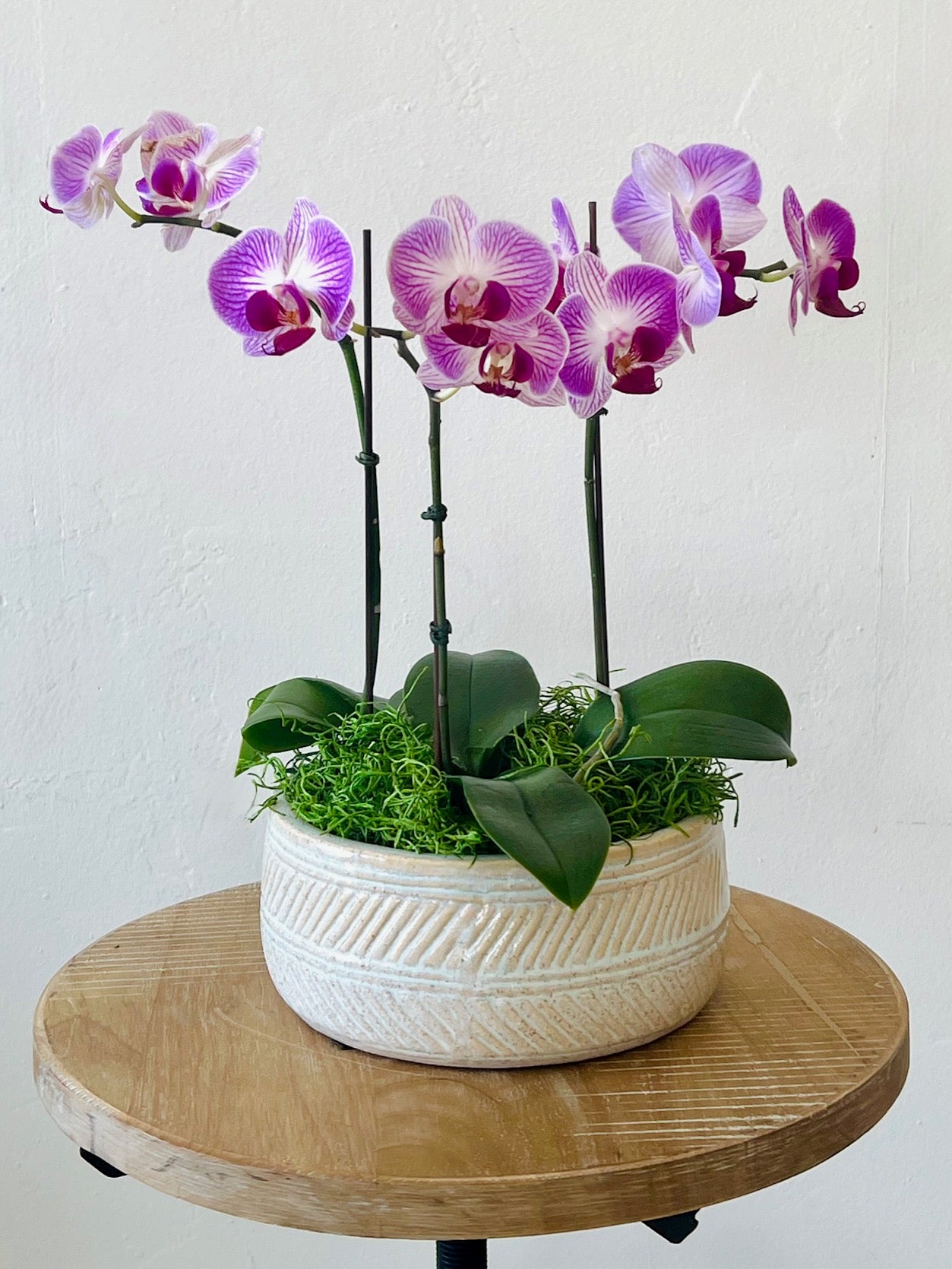 Orchid Garden - Small