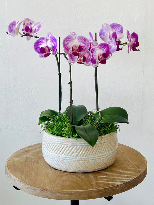Orchid Garden - Small