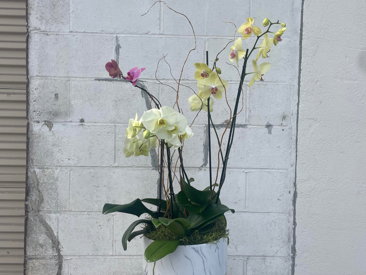 Orchid Garden