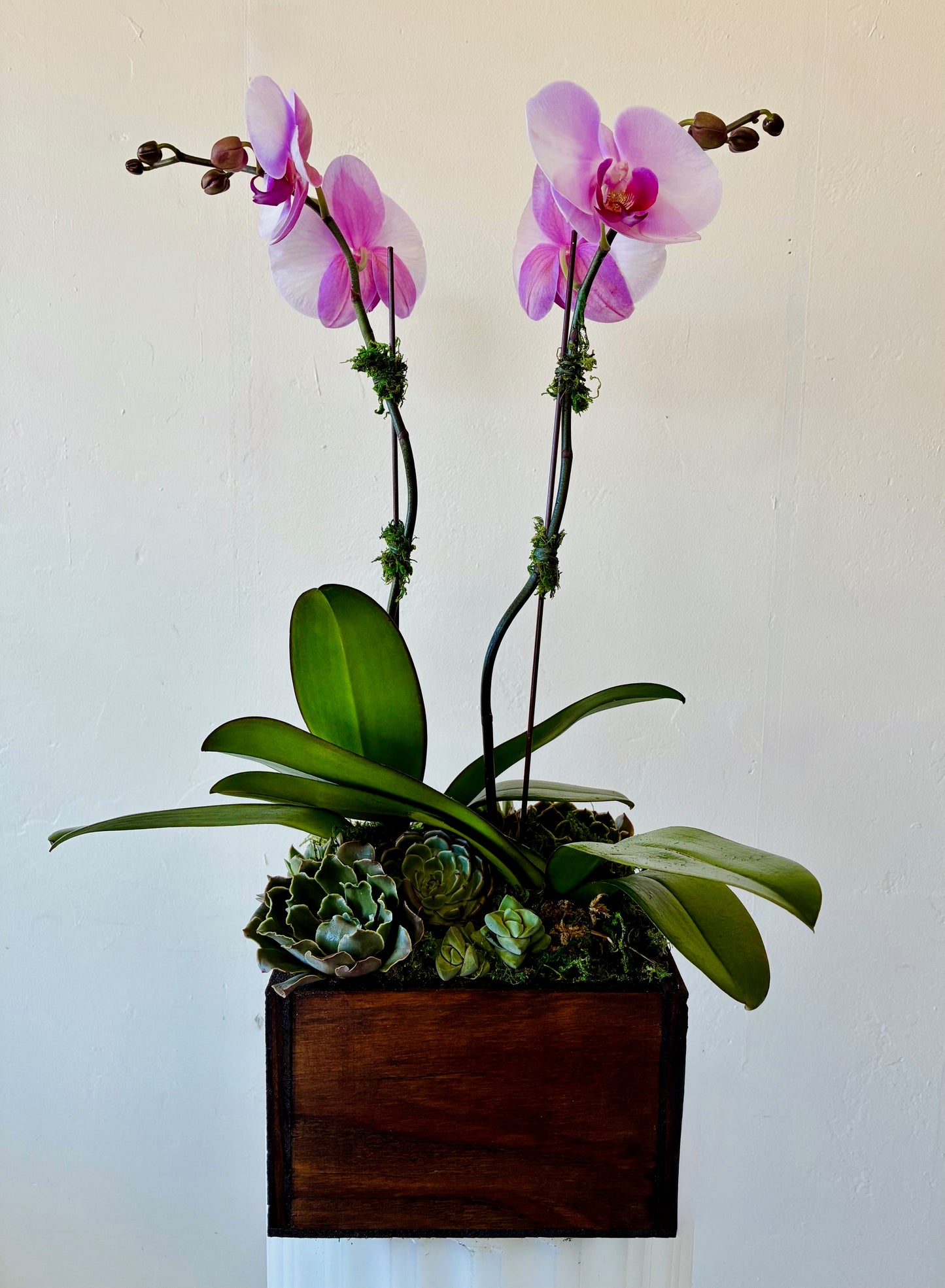 Orchid Garden - Large
