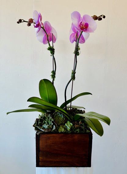 Orchid Garden - Large